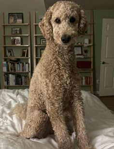 a brown dog sitting on top of a bed