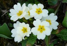 three white flowers with yellow centers in the middle of green leaves and dirt flooring