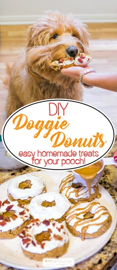 a dog eating donuts from a plate on top of a table with the title diy doggie doughnuts easy homemade treats for your poopi