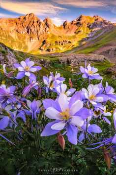 Summer Sunset with wildflowers and banner of Summer in Colorado. Wild Flowers Pictures, Mountain Flowers, Colorado Wild Flowers Tattoo, Mountain Wildflowers, Wildflowers Colorado, Wildflowers Of Montana, Wildflowers Photography