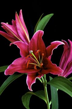 a red flower with green leaves on a black background