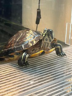 a turtle sitting on top of a metal grate