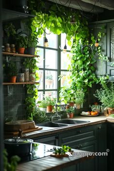 a kitchen filled with lots of potted plants next to a stove top oven under a window