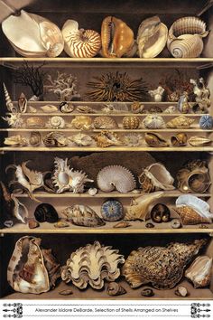 a shelf filled with lots of different types of seashells on top of each other