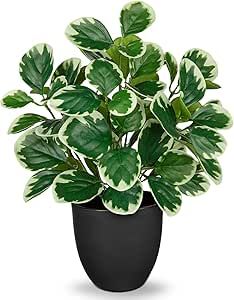 a potted plant with white and green leaves in it's black plastic container