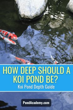 koi fish swimming in a pond with rocks and text overlay that says how deep should