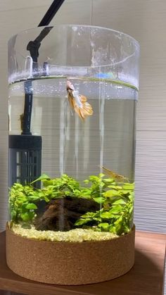 a fish tank filled with green plants on top of a wooden table