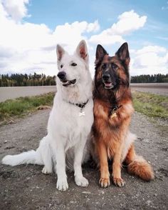 two german shepherd dogs sitting on the ground next to each other and looking at the camera