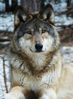 a wolf laying in the snow with a quote on it's face that reads, the true leader is never timbered by his personality, than