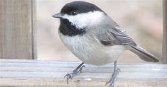 a black and white bird is sitting on a window sill