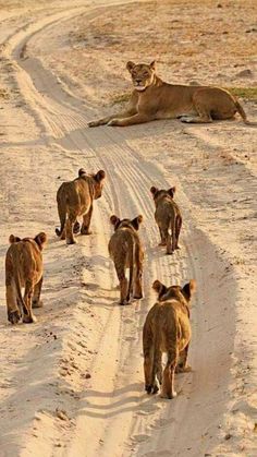 several lions walking down a dirt road in the wild