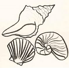 three seashells are shown in black and white