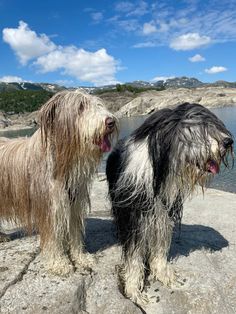 Bearded collie, black and fawn. Norway! Bearded collies, beardies Collie Dog, Norway, Puppies