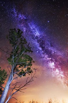 the night sky is filled with stars and trees