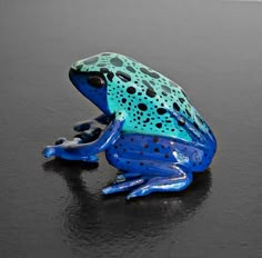 a blue and black frog sitting on top of a wet surface