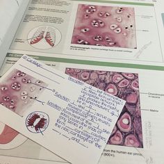 an open book with pictures and instructions on the pages, showing different types of blood vessels