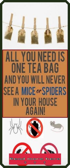 a sign that says all you need is one tea bag and you will never see a mice or spider in your house again