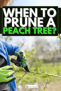 a woman pruning a peach tree with gardening gloves on and text overlay that reads, when to prune a peach tree?