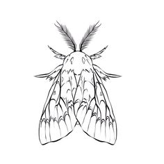 a black and white drawing of a moth