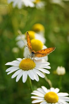 an orange butterfly sitting on top of a white flower next to yellow and white daisies