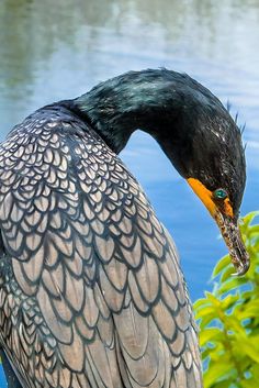 a large bird with a long beak standing in front of some water and green plants