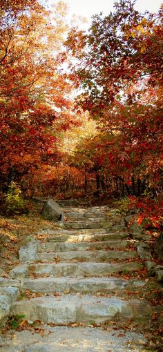 a set of stone steps leading through a forest filled with fall colored trees and leaves