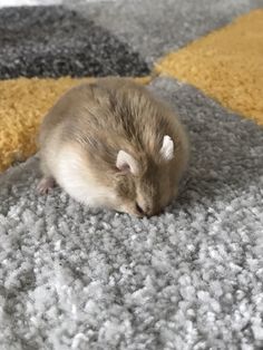 a brown and white mouse laying on top of a gray carpet next to a yellow rug