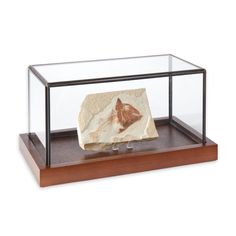 a rock in a glass case on a wooden base