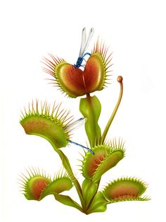 Carnivorous Plants Care, Plant Lessons, Plantas Vs Zombies, Geniale Tattoos, Plant Tattoo, Plant Book, Venus Fly Trap, Botanical Artwork, Plant Aesthetic