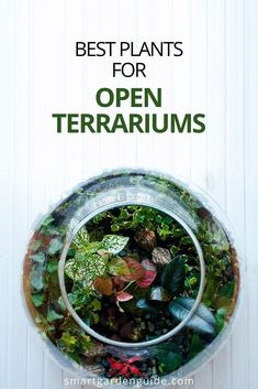 an open terrarium with plants in it and text overlay that reads best plants for open terrariums