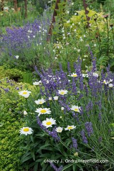 a garden filled with lots of purple and white flowers