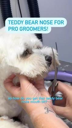 a white dog getting his hair cut with scissors