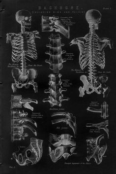 an old black and white drawing of the human skeleton, with different parts in it