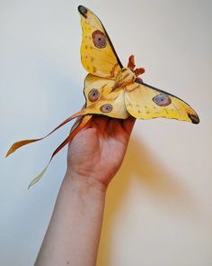 a butterfly that is sitting on someone's hand