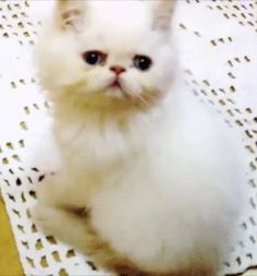 a small white cat sitting on top of a table next to a yellow chair cushion