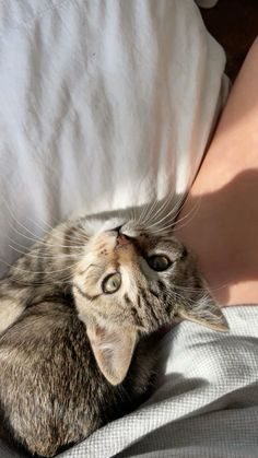 a cat laying on top of a person's lap