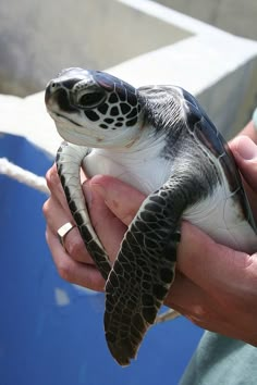 a baby turtle being held in someone's hand by the ocean waterside at seaworld