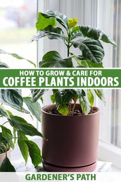 a potted plant sitting on top of a window sill with the words how to grow and care for coffee plants indoors