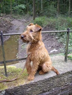 a brown dog sitting on top of a stone wall next to a metal fence and water