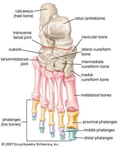 Foot | vertebrate anatomy | Britannica Printable wall art and Home Decor. Anatomy Bones, Bolesti Chrbta, Skeletal System, Human Body Anatomy, Lower Limb, Rad Tech, Human Anatomy And Physiology