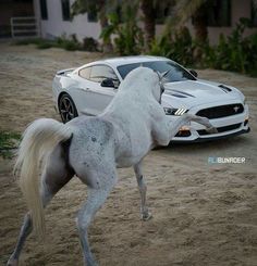 a white horse standing on its hind legs in front of a silver mustang and a sports car