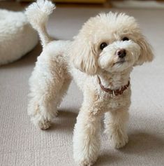 a small white dog standing on top of a carpet