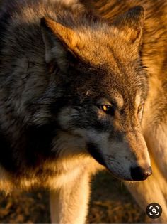 a close up of a wolf on the ground with it's head turned to the side