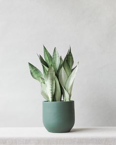 a green potted plant sitting on top of a table