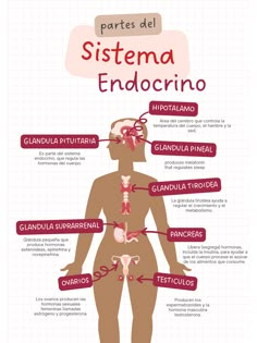 the anatomy of an adult's body and its major organs, including the circulator