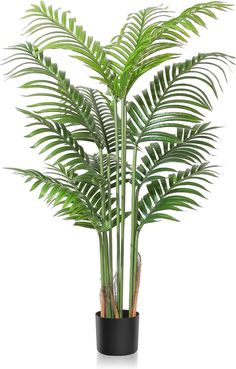 a potted plant with green leaves is shown in front of a white background,