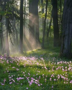 the sun shines through the trees and flowers in this forest filled with wildflowers