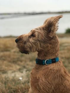 a brown dog sitting on top of a grass covered field next to a body of water