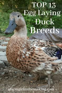 a close up of a duck on the ground with text overlay reading top 15 egg laying duck breeds