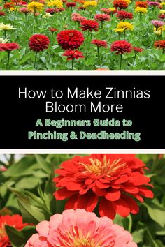 flowers with the title how to make zinnas bloom more, a beginner's guide to pinching and deadheading